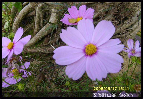 ��޹�����С�����ϪҰɽ���μ� - ޹�� - Ѱ��������֮��